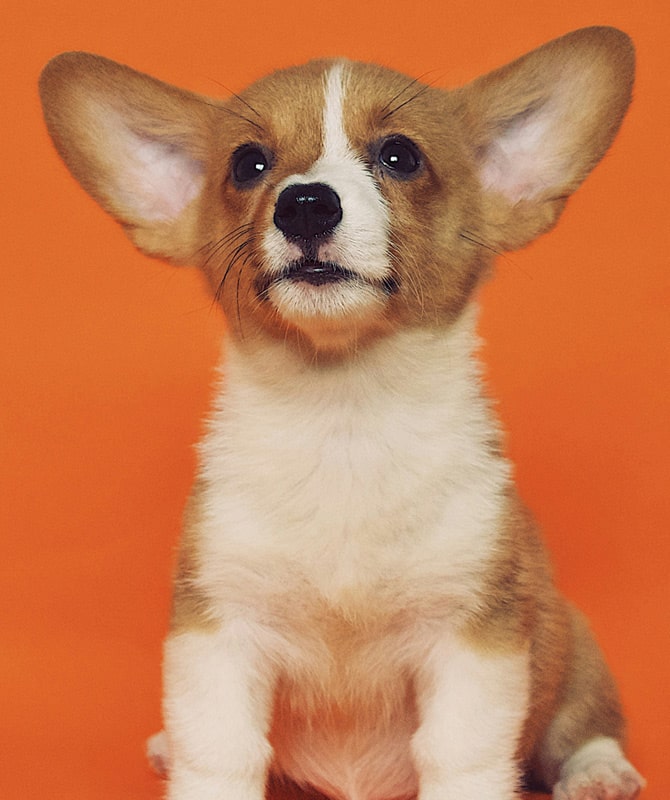 Common-pet-toxins-around