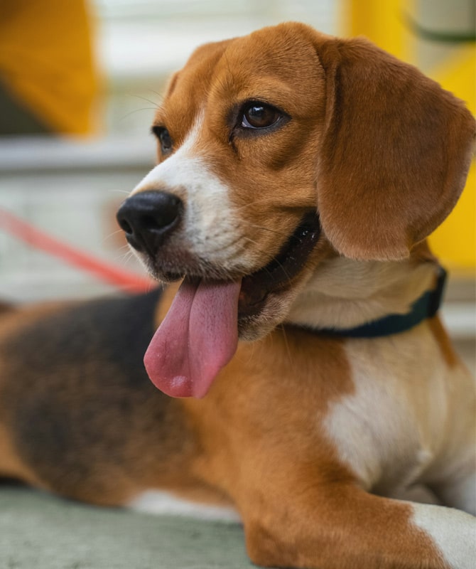 What-to-do-in-a-pet-emergency