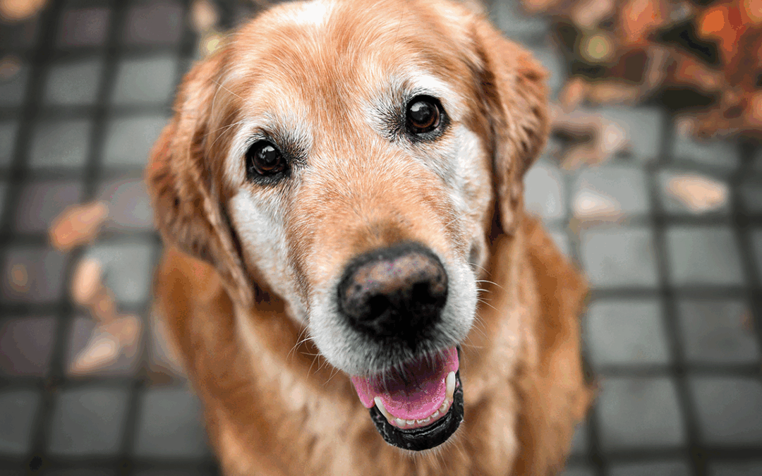 old dog