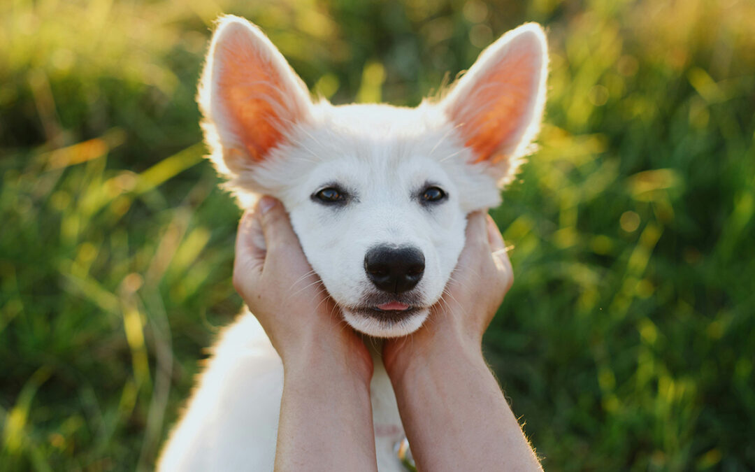 Adopting a Puppy – What Next?