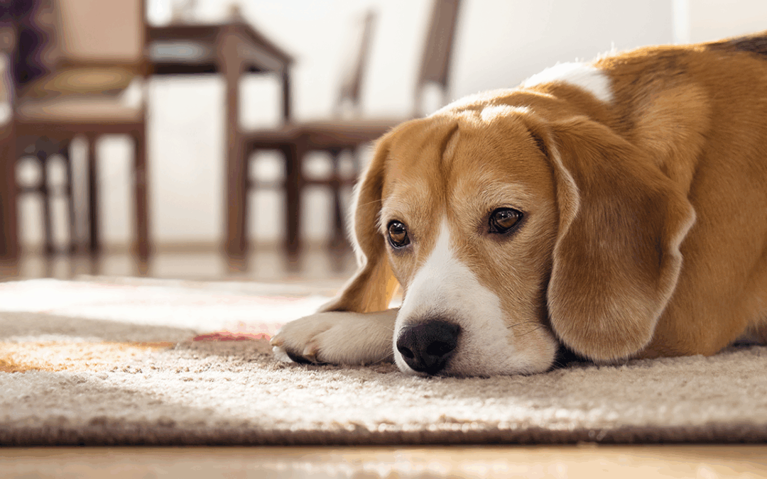 Pets and Mental Health